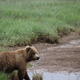 Illustration for article titled Please Enjoy This Gallery Of Amazing Bear Photos
